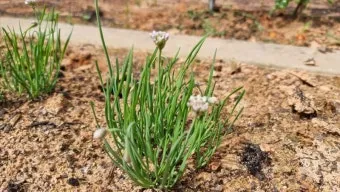 텃밭 부추 쪽파 재배 다년생 관리 수확주기 웃거름 월동_9