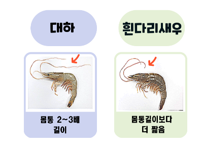 대하 흰다리새우 수염길이 비교