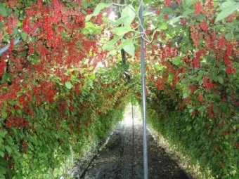 오미자 재배 차광 관리 덩굴 유인 병해 예방_8