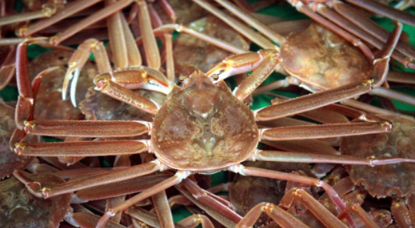 최고의 별미 영덕대게 제철은 언제 효능 및 고르는 방법