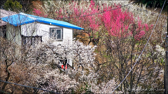 원동매하화 순매원
부산근교 원동매하화 순매원