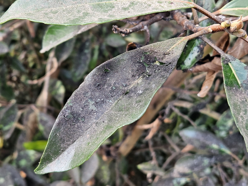 아왜나무 그을음병3