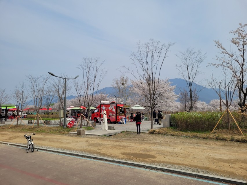 하남 당정뜰 벚꽃길 사람 풍경