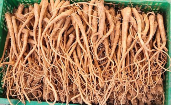 도라지(도라지차, 도라지청) 효능 9가지 및 부작용과 주의사항