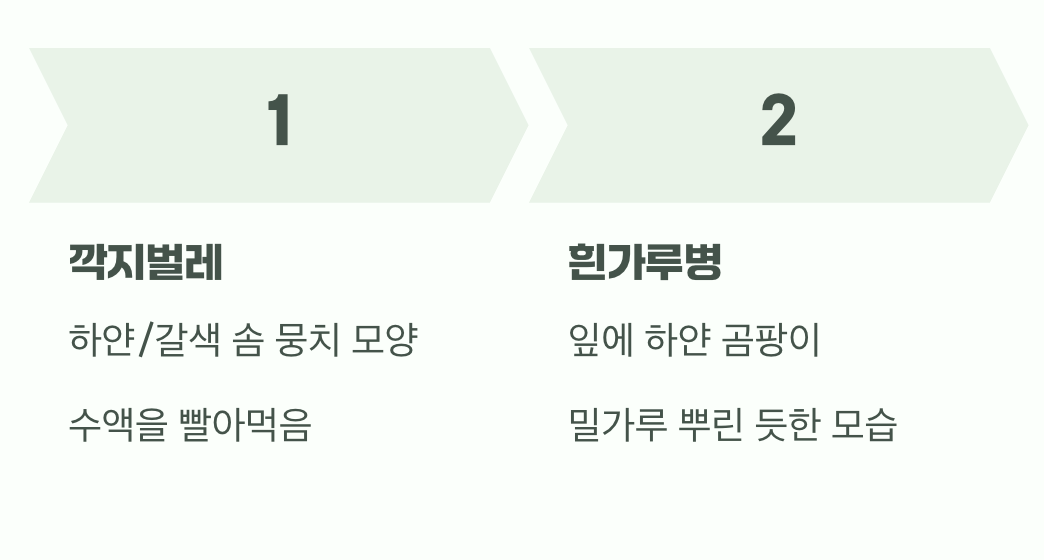 반갑지 않은 손님, '병충해'의 습격