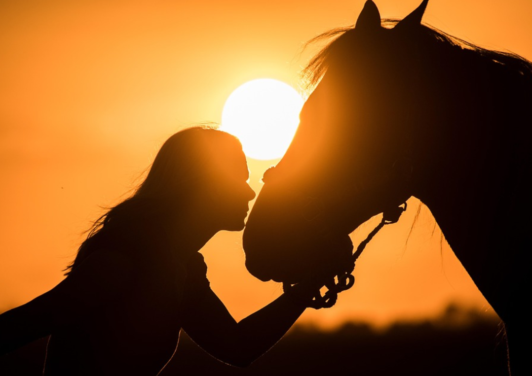 인간과 동물의 놀이 비교