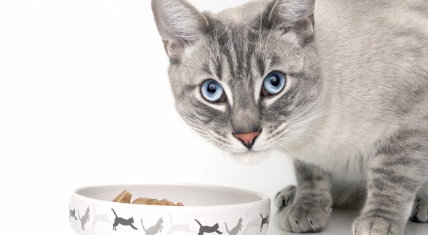 발견하는 고양이.