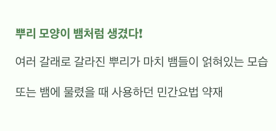 뿌리 모양이 뱀? 진짜 이유 파헤치기