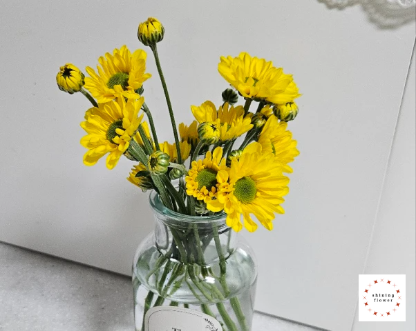 국화만 꽂은 작은 꽃병