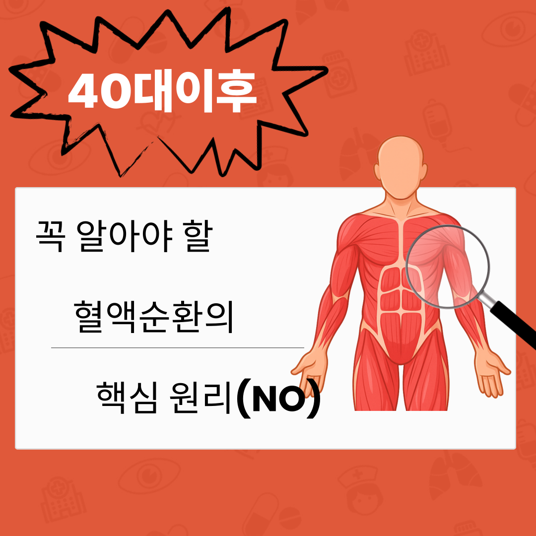 40대 이후 꼭 알아야 할 혈액순환의 핵심 원리(NO)