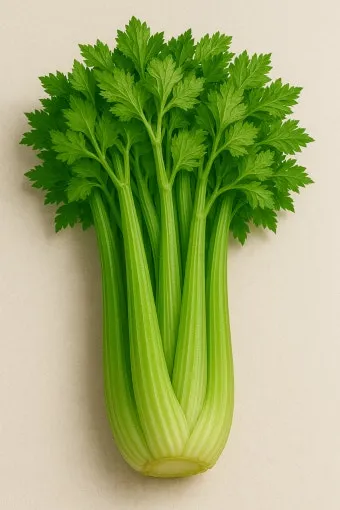 샐러리 효능 알고 먹는법 잎 생으로 손질법 요리_2