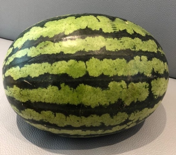 수박-검은띠힘줄체크