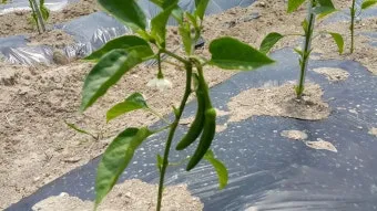 텃밭 고추 키우는 법 모종심기 지지대 순지르기 탄저병 예방_15