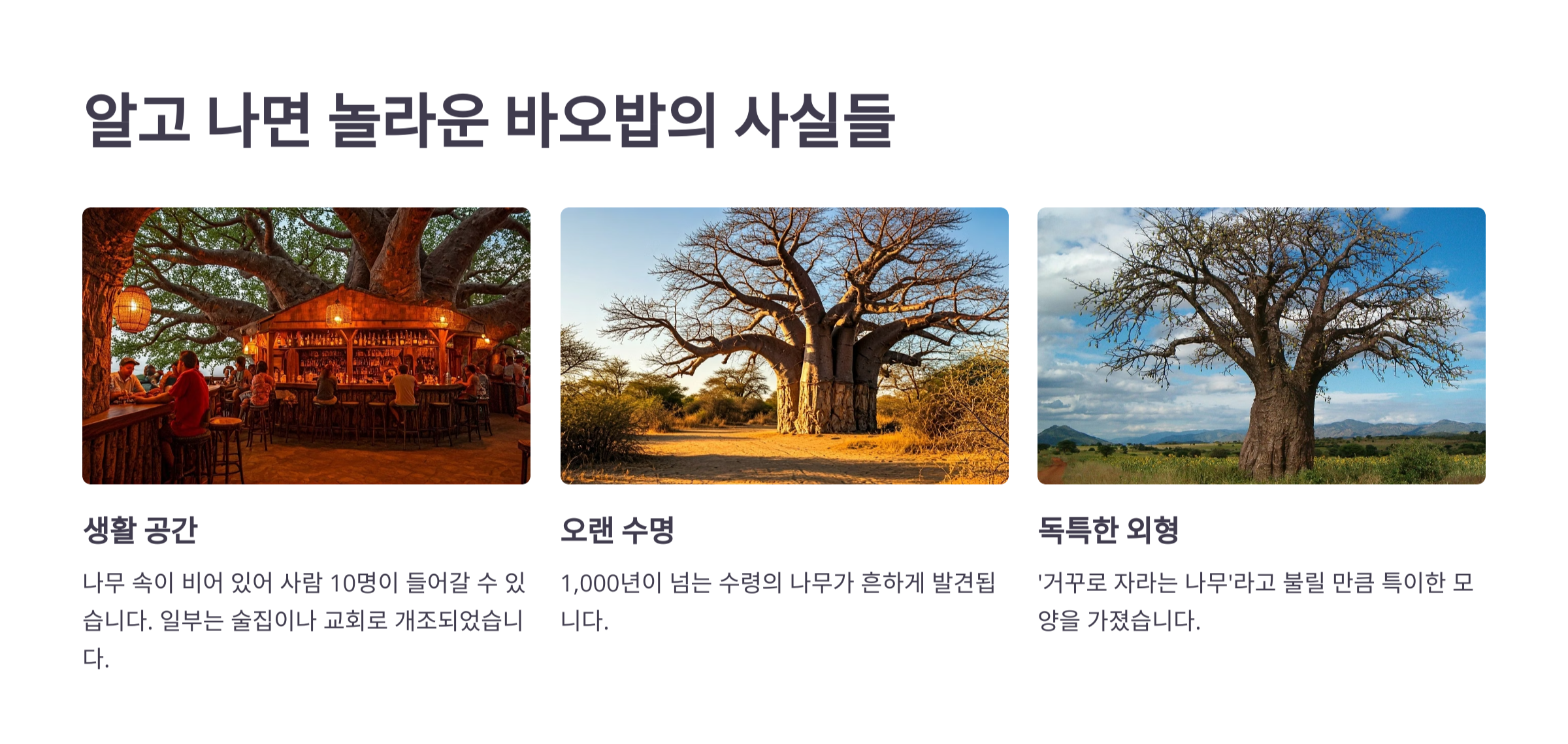 바오밥나무