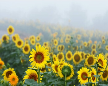 강주 해바라기 축제_17