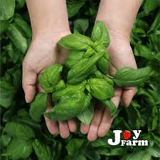 바질 (Basil)