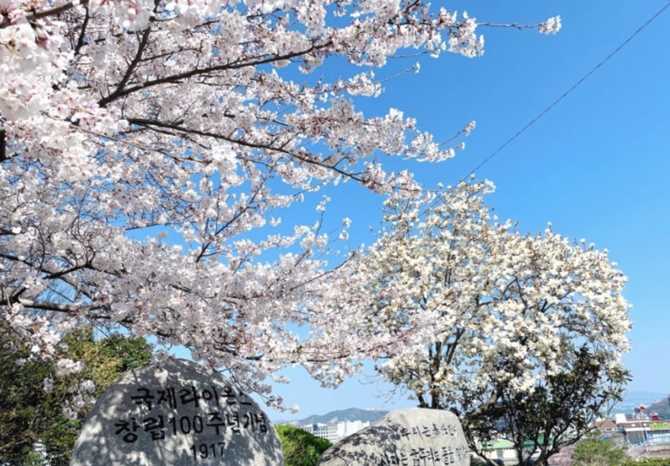 2025 목포 유달산 봄축제 필수 방문 꿀팁