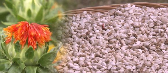 CLA-다이어트-푸응팻버닝