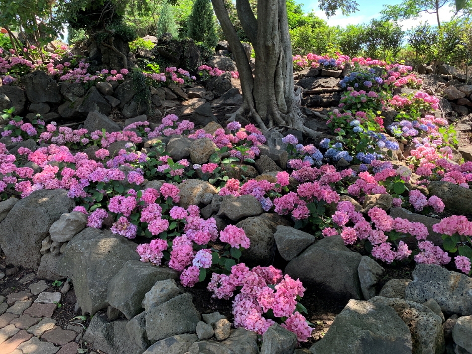 마노르블랑 수국