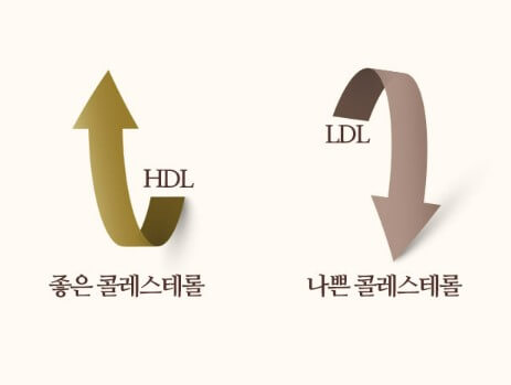 콜레스테롤
