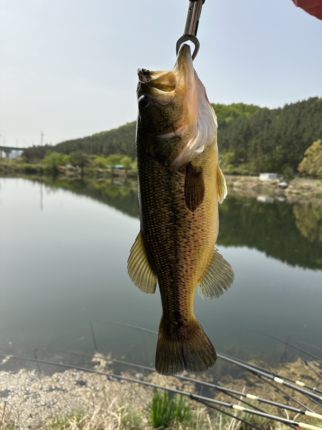 프리리그 채비로 잡은 배스 사진