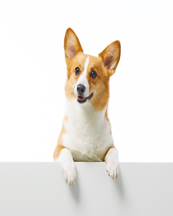 반려동물 보유세 검토