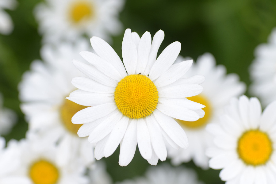야생에서 잘 자라고 있는 흰색 꽃잎의 국화 무리를 확대를 하여 찍은 사진