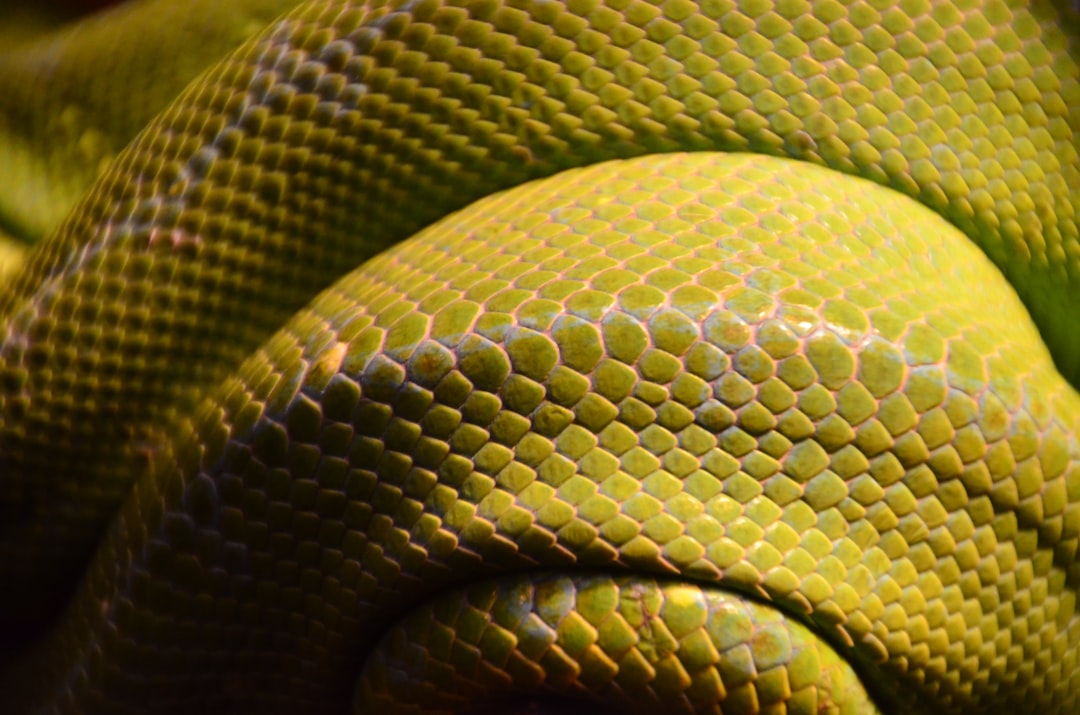 snake