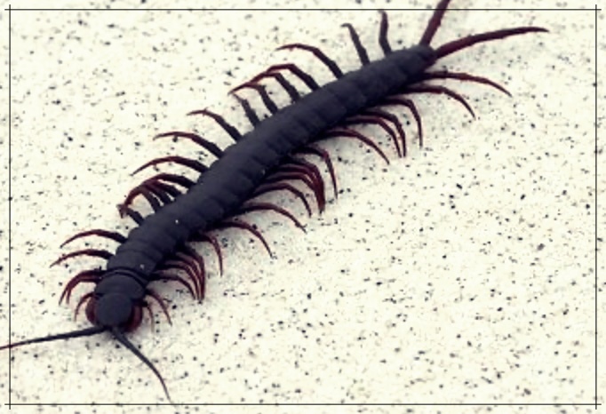 지네 물렸을 때 증상과 처치법&#44; 민간요법 알아보기
