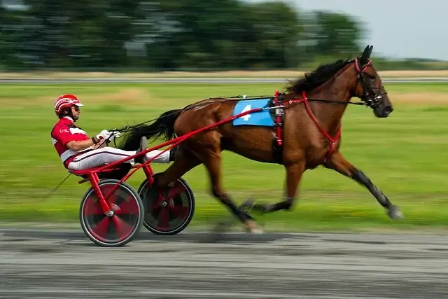 2026년띠해 2026년띠는무슨띠 붉은 말띠