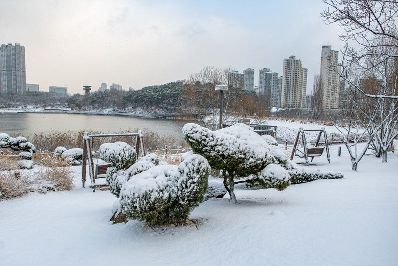 수원 반려견 산책 어디가 좋을까? 겨울에도 걷기 좋은 명소 추천