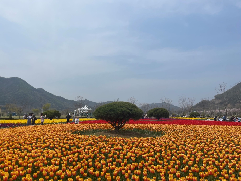 양산시 물금벚꽃축제 기본일정과 프로그램 소개