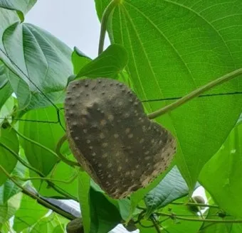 마 효능 보관법 먹는법 마즙 만들기까지 종합 가이드_14