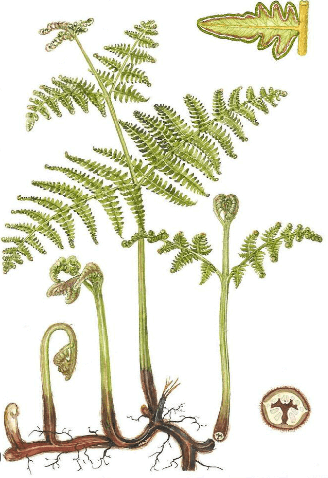 고사리-식물-사진-뿌리포함