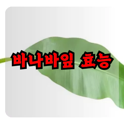 바나바잎 효능 6가지