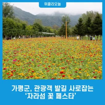 자라섬 꽃 페스타 2025 행사일정 관람 포인트 완전 정리_8