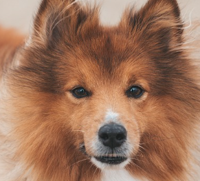 강아지가 삶은 순대나 간을 먹어도 될까? (배달 족발)