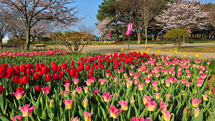 태안 튤립축제