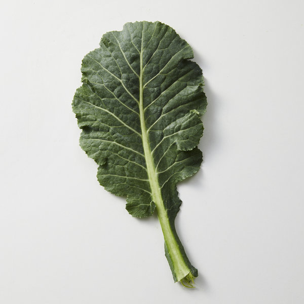 풍부한 영양소가 함유돼 있는 케일