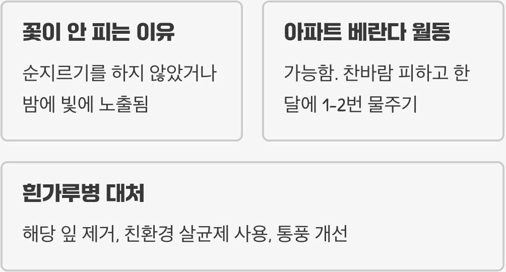 가을의 여왕 국화 키우기 A to Z (묘목 심기, 물주기, 가지치기 총정리)