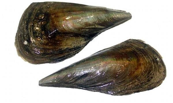 키조개 특징&amp;#44; 키조개 제철&amp;#44; 키조개 손질법&amp;#44; 키조개관자 요리&amp;#44; 키조개 활용 요리 레시피