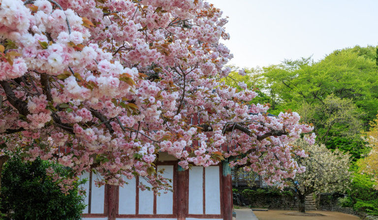 4월 서산 개심사, 전국 유일 청벚꽃