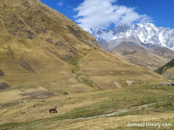 설산이 보이는 곳에서 풀을 뜯는 말 한 마리