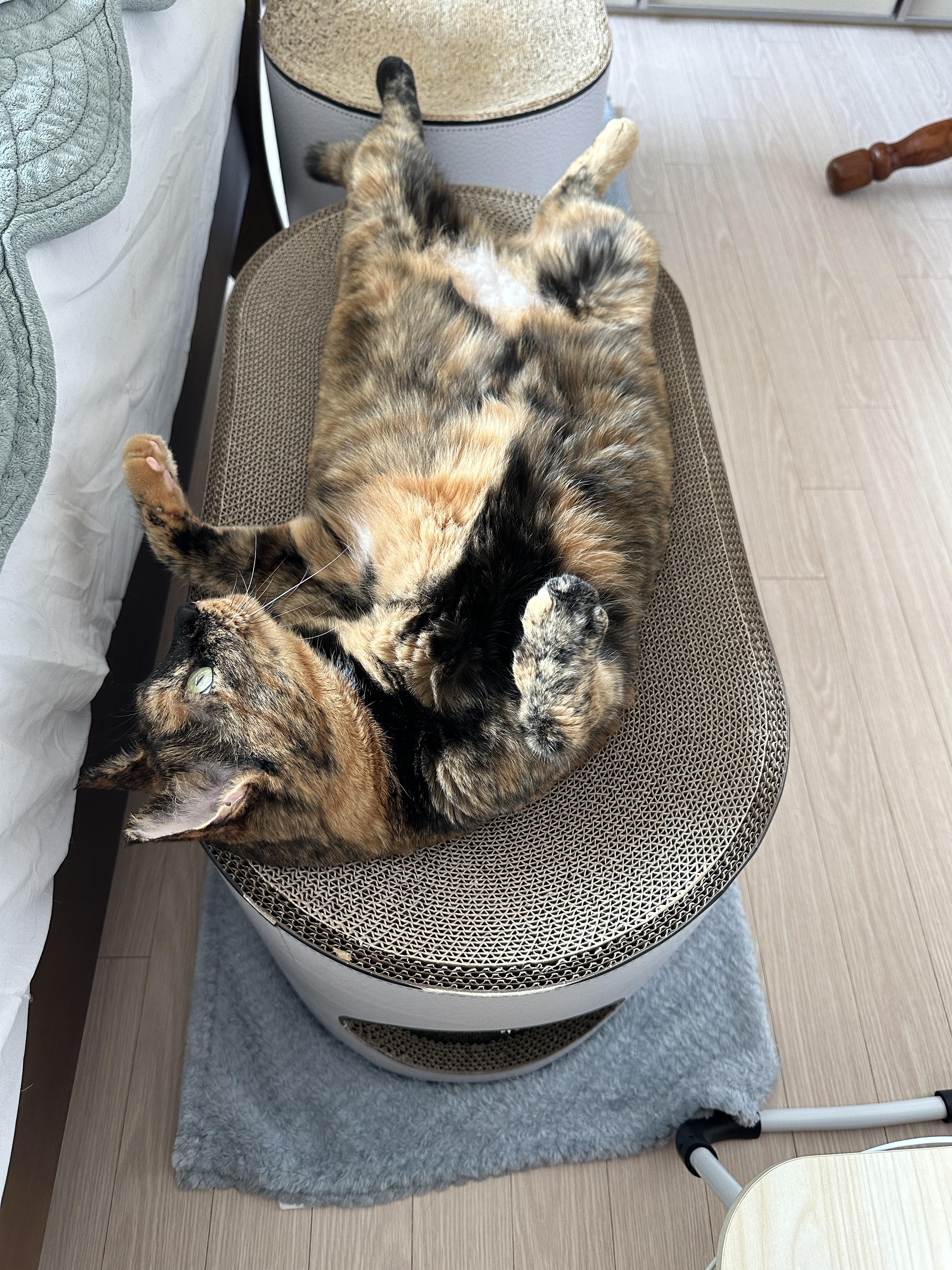 새_스크래쳐_위에_누워서_발라당발라당_기분좋은_카오스고양이_사랑이_3