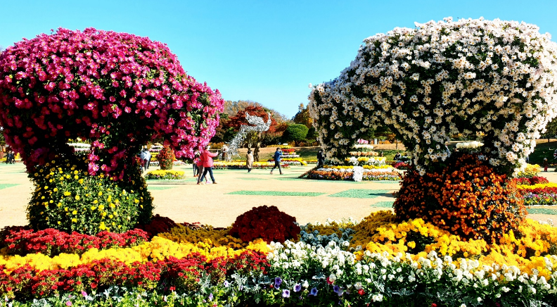 청남대 국화꽃 축제