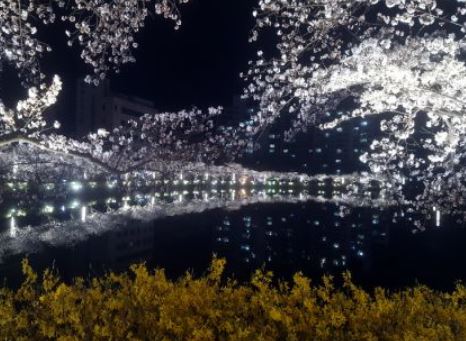 김천 벚꽃 