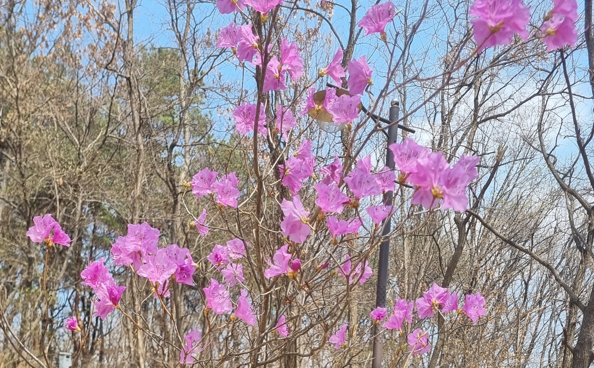 맨 가지에 피어난 연분홍 진달래