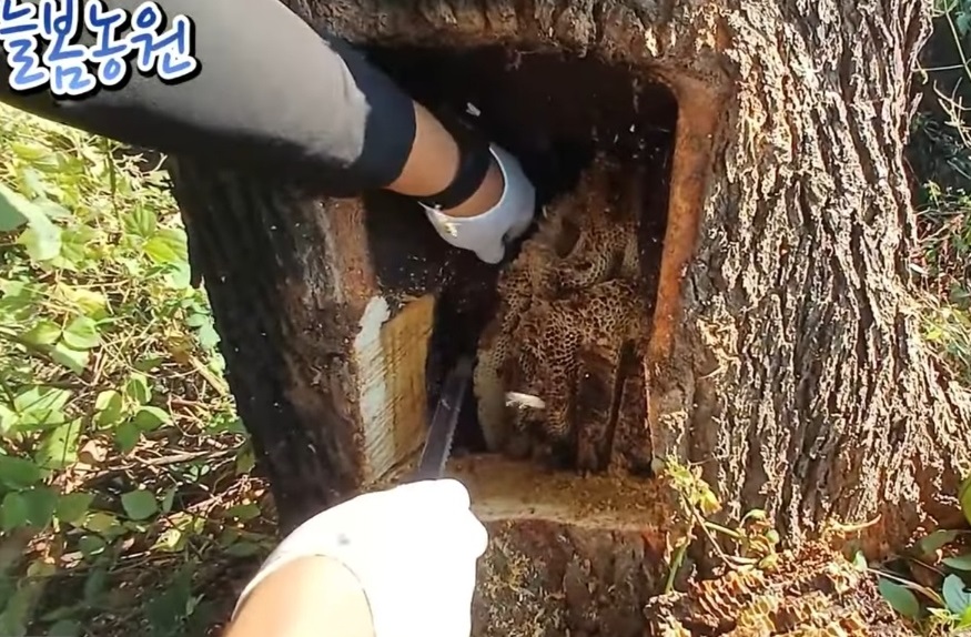 생생정보-홍천-꿀의진수-토종꿀