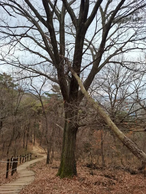 잎사귀 없이 웅장하고 복잡하게 뻗어 있는 겨울 나무의 가지들 (The magnificent and intricately spreading branches of a bare winter tree without leaves)
