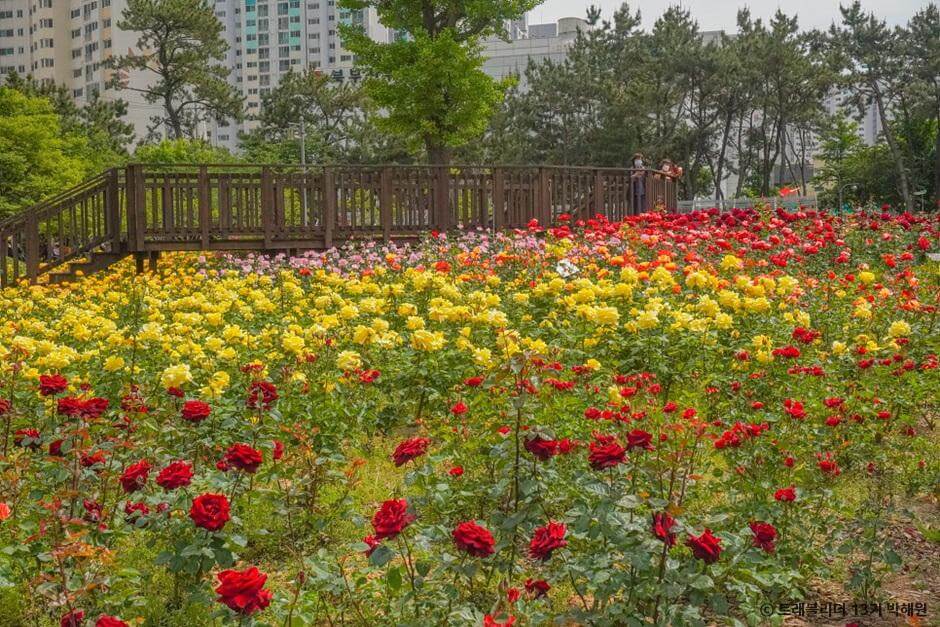 장미명소 부산 화명동 장미원